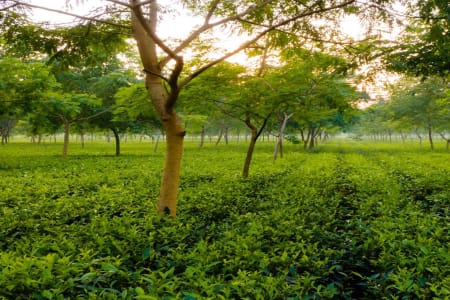 Tea Gardens