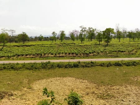 Tea Gardens in Dibrugarh