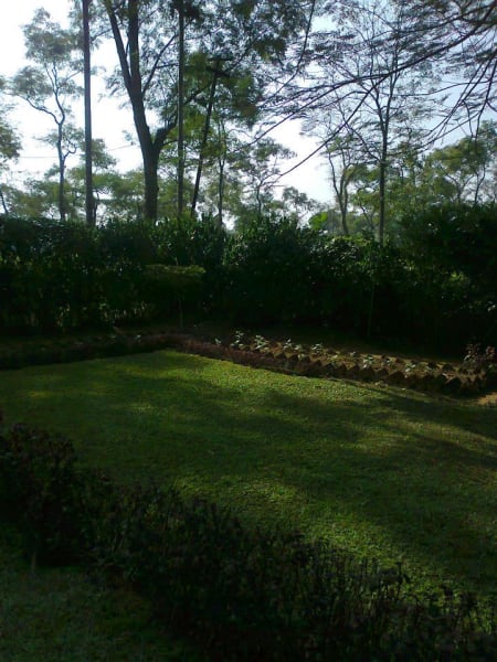 View of Tea Gardens