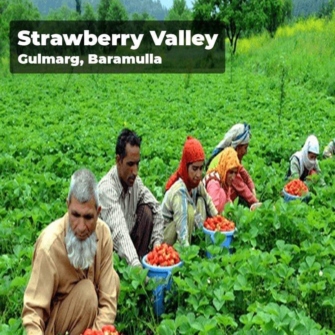 Strawberry Valley, Gulmarg, Jammu and Kashmir, Tourism, 2021 Valley