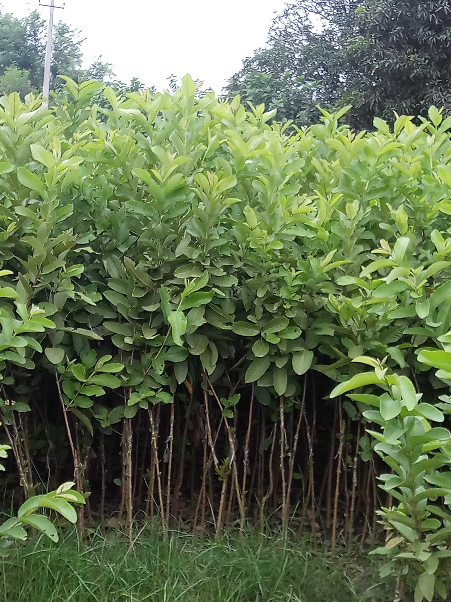 Herbal Garden, Jhalawar, Rajasthan Tourism 2021 Places to visit in