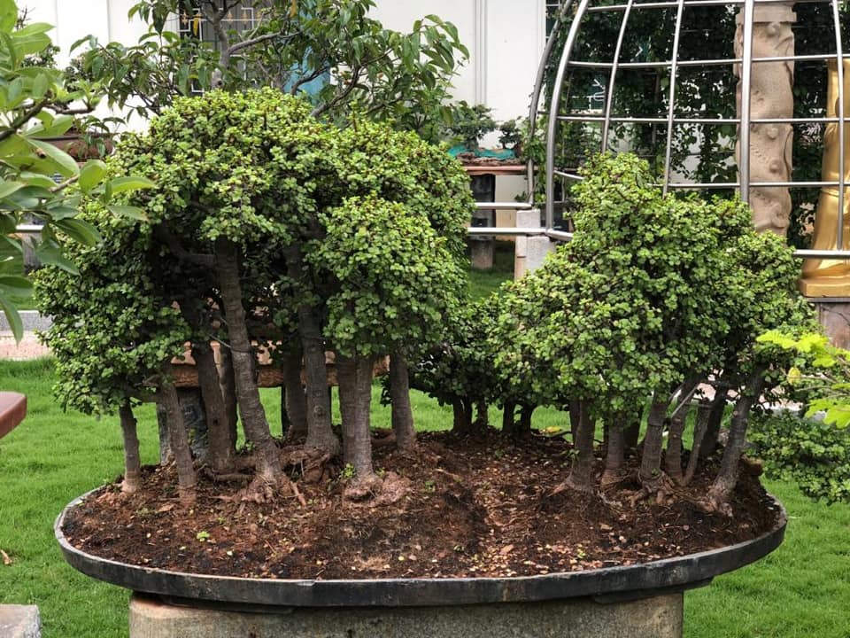 Bonsai Garden, Mysore, Karnataka, Tourism, 2021 How to reach Bonsai