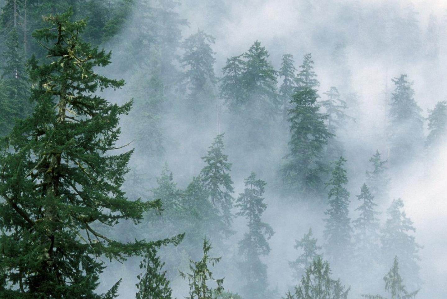 Pine Forest Netarhat Jharkhand Tourism 2021 Forest Images How To 