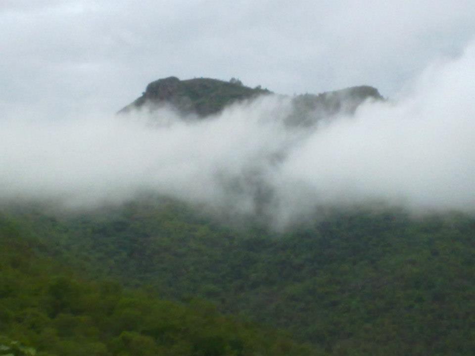 Bison Valley, Ooty, Tamil Nadu, Tourism, 2021 Forest, Photos of Bison