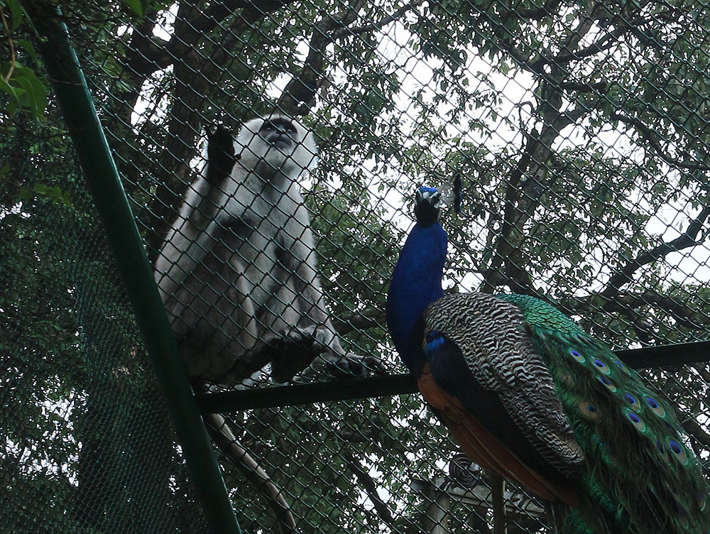 Himalayan Bird Park, himachal pradesh 2021| Park, Images, Travel Guide