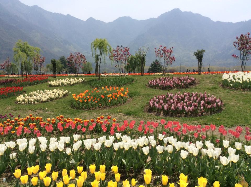 Indira Gandhi Memorial Tulip Garden, Srinagar, Jammu and Kashmir