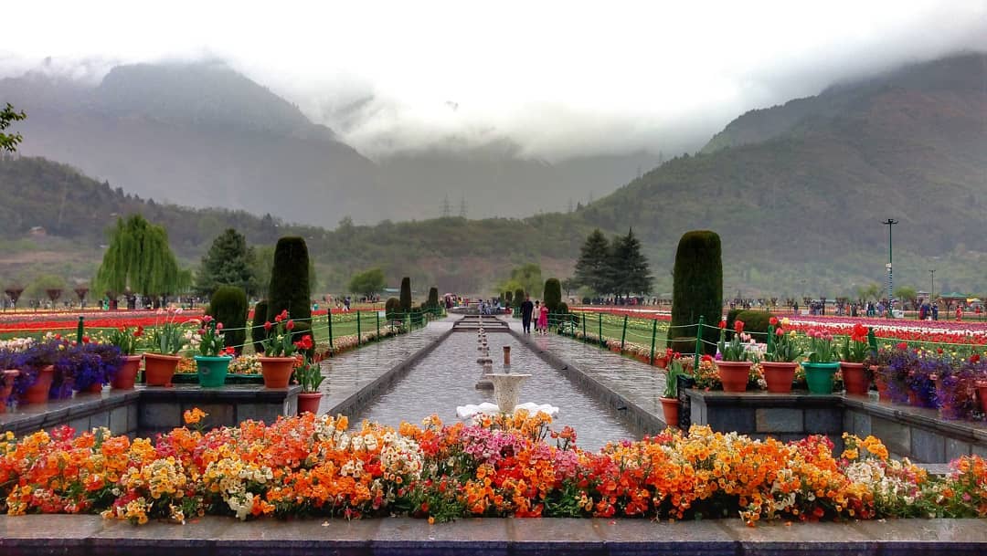 Tulip Festival, Srinagar, Jammu and Kashmir, Tourism, 2021 How to