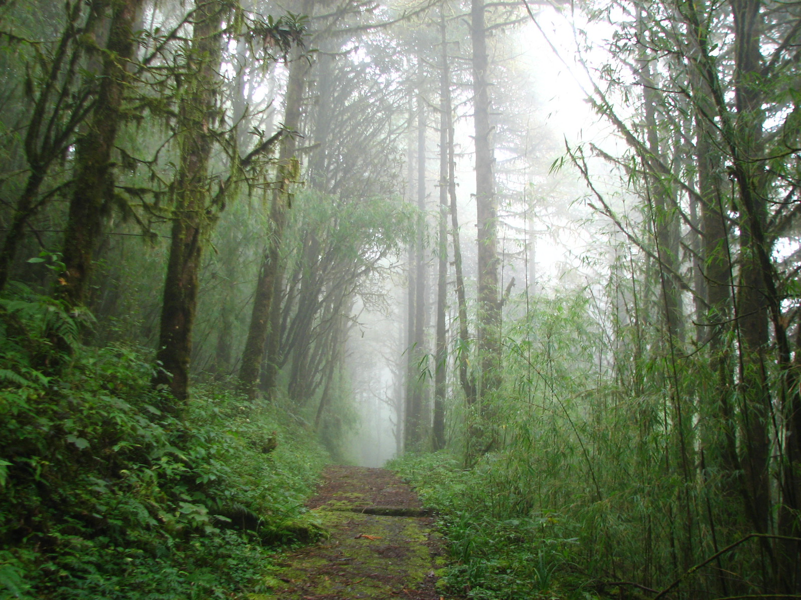 Barsey Rhododendron Sanctuary, Tourism, 2023 West Sikkim Sanctuary